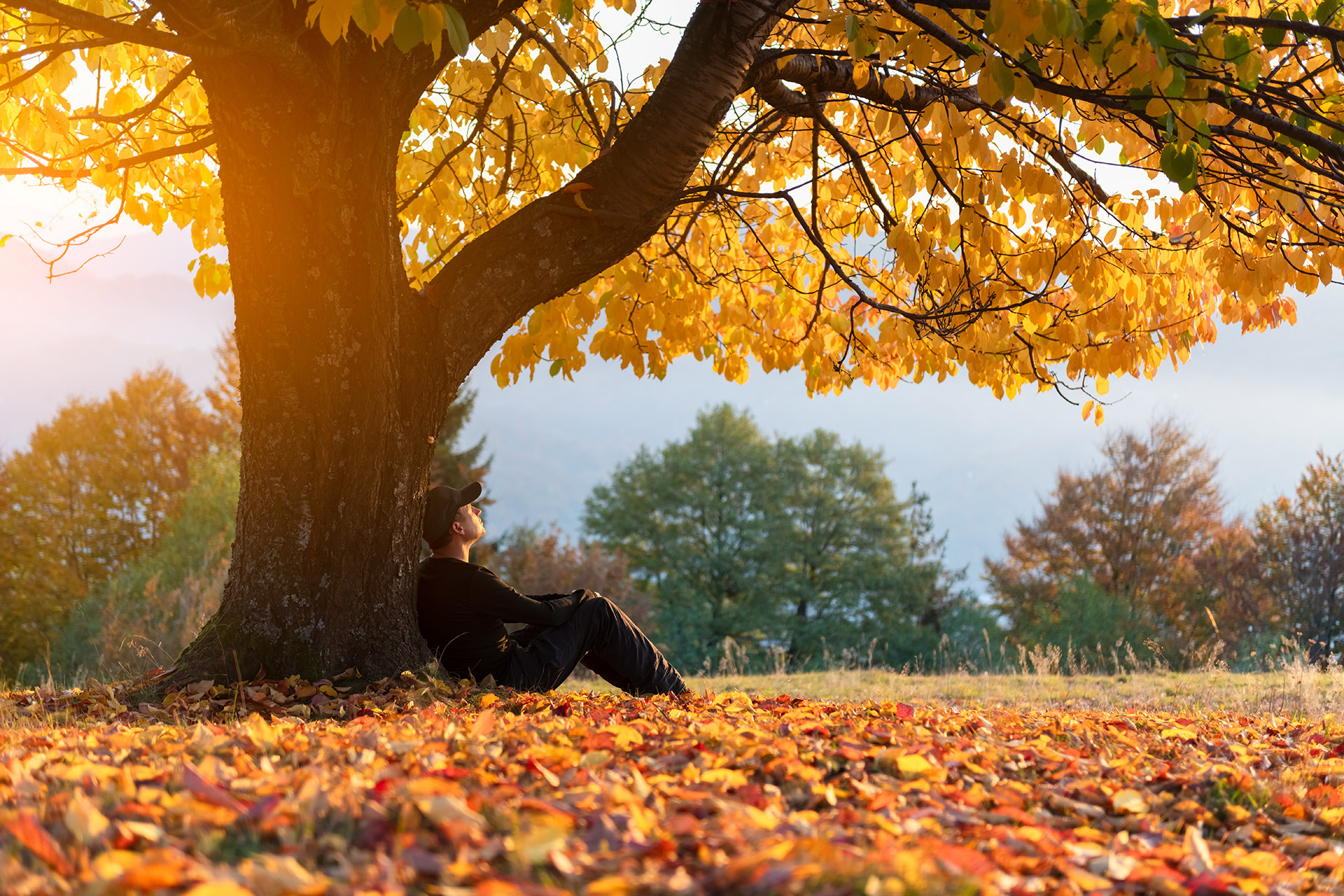 Be Still Tree